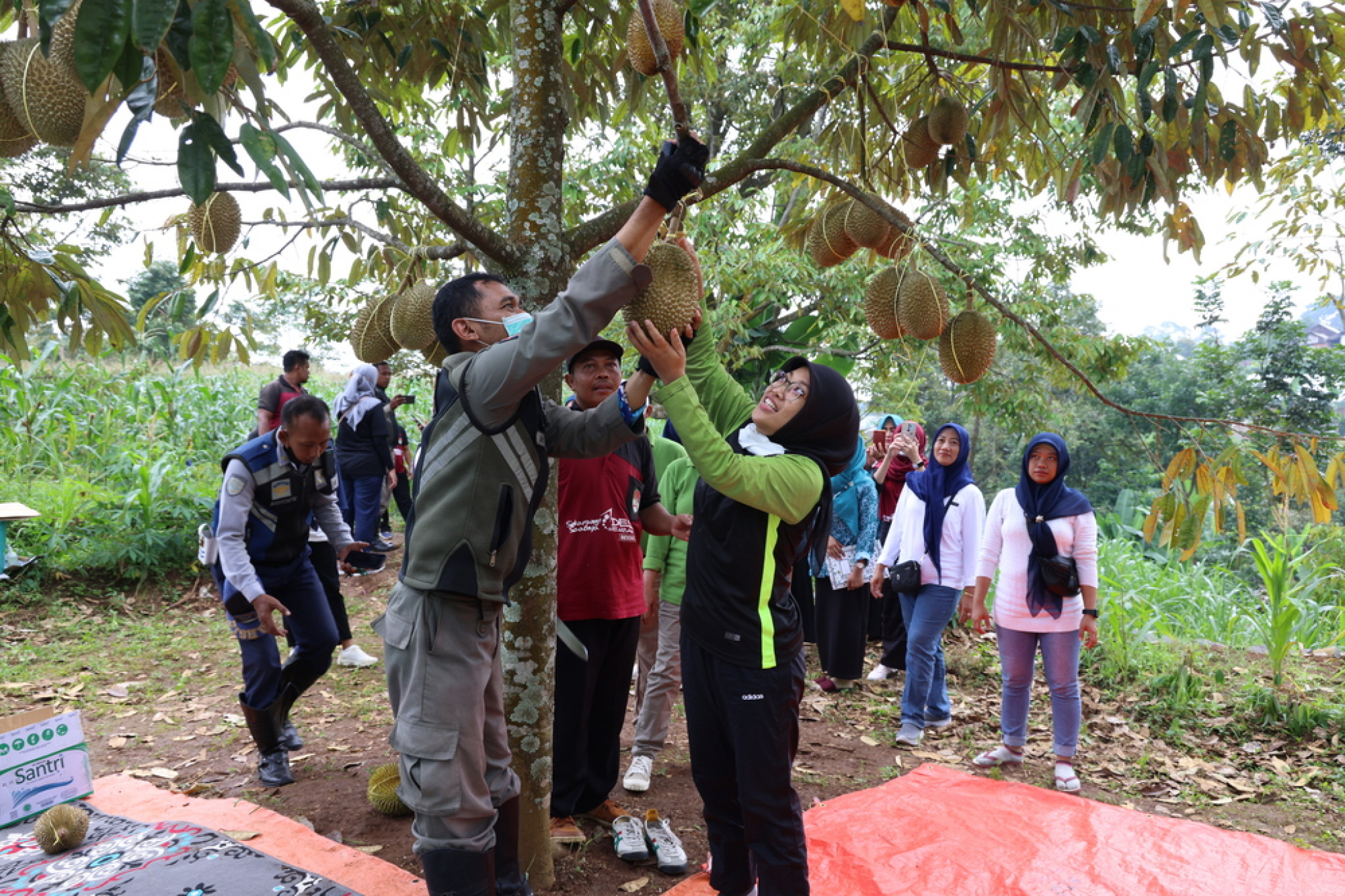 Sampul untuk Petik Durian di Lumbang