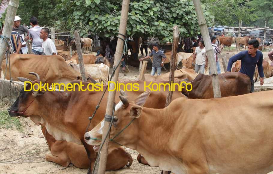 Populasi Sapi di Kabupaten Pasuruan Terus Meningkat