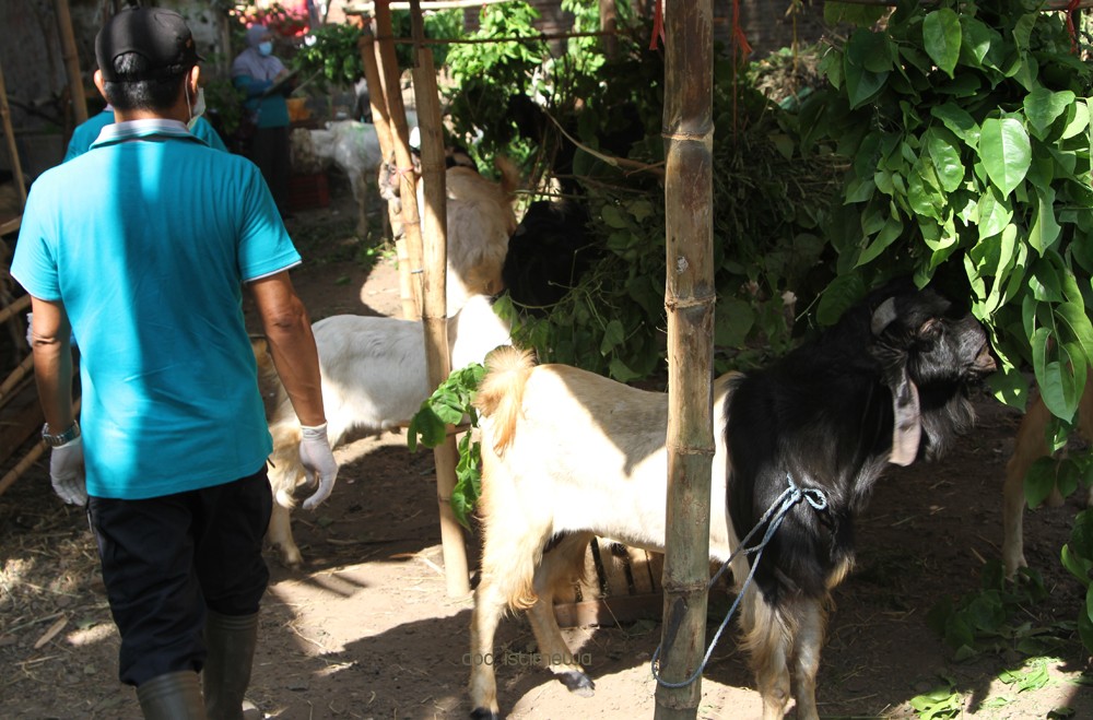 Dinas Peternakan dan Ketahanan Pangan Kabupaten Pasuruan Beri Tips Memilih Hewan Qurban Yang Layak Disembelih
