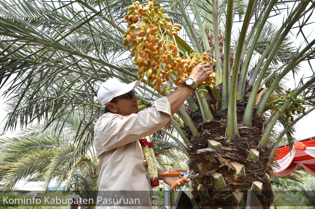 60 Pohon Berbuah Lebat. Bupati Irsyad Yusuf Petik Kurma