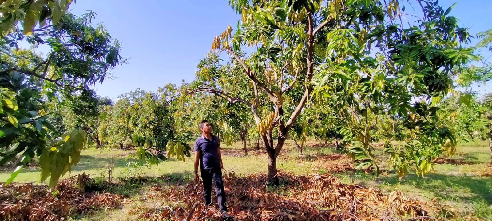 Merugi. Petani Mangga Alpukat di Desa Wonokerto, Sukorejo Gagal Panen 