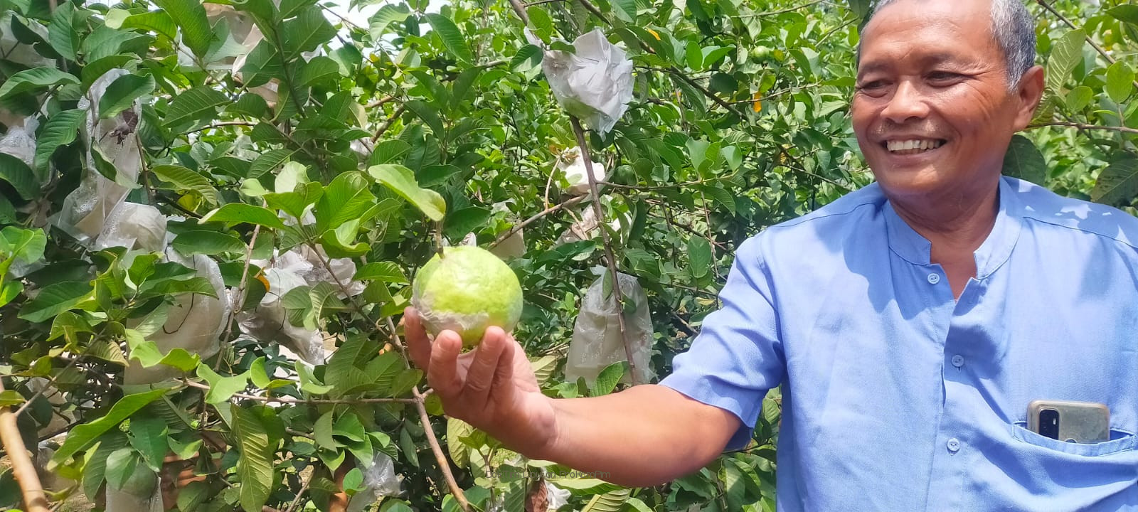 Sudiadi, Petani Pasuruan Yang Sukses Kembangkan Jambu Kristal Hingga Raup Puluhan Juta 