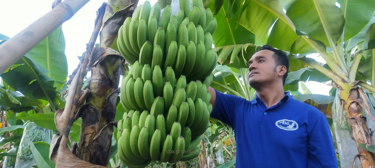 Omset Per Bulan Rp 100 Juta. Petani Pisang Cavendish di Kabupaten Pasuruan Sukses Kembangkan Hingga 15 Ha