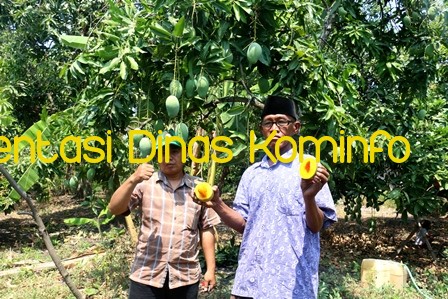 Pertahankan Ketersediaan Barang, Produsen Mangga Klonal 21 Jaga Panen Perdana 