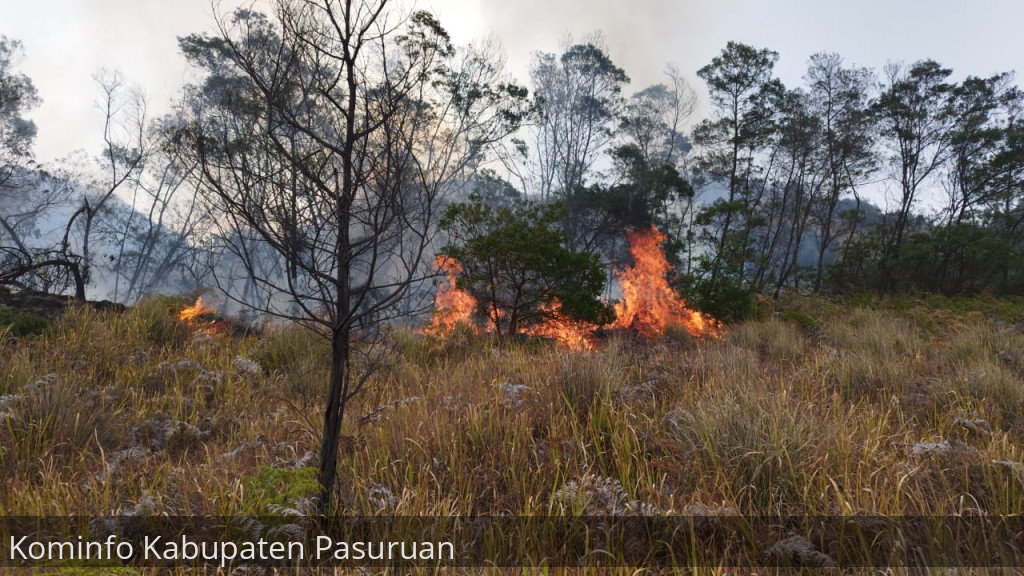 Kebakaran Kawasan Gunung Bromo Makin Meluas