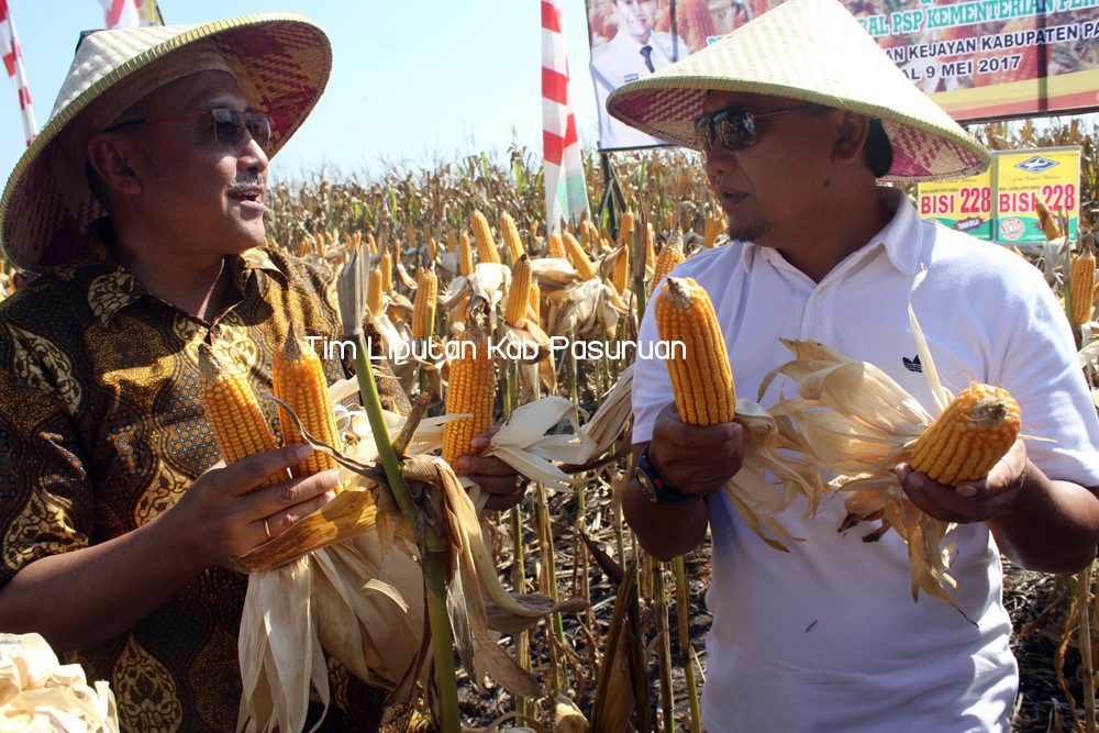 Bupati Irsyad dan Dirjen PSP Kementan Memanen Jagung Hibrida Milik Masyarakat