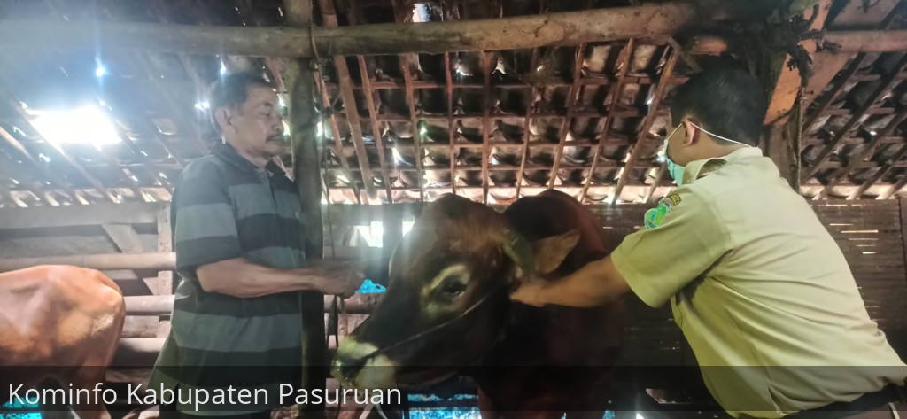 Mulai Muncul Lagi. Pemkab Pasuruan Himbau Peternak Sapi Waspadai PMK