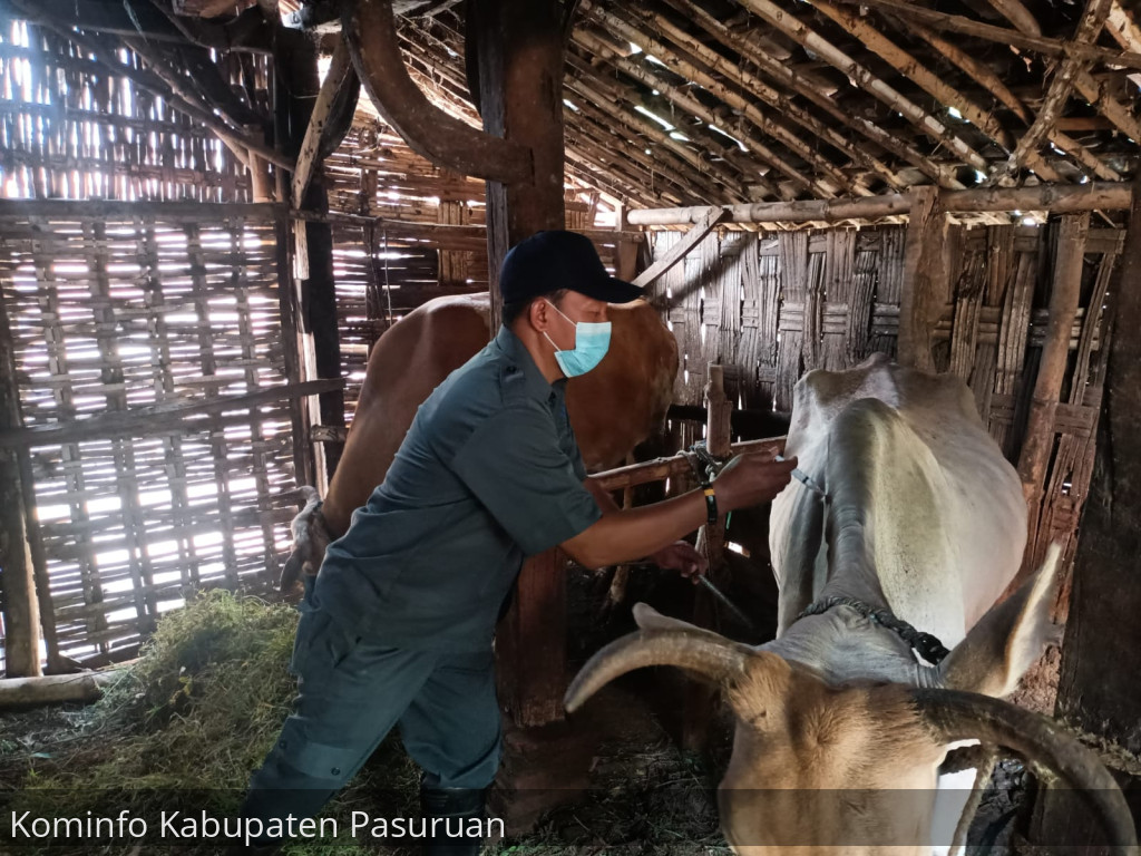 Kabupaten Pasuruan Terima 7000 Dosis Vaksin PMK