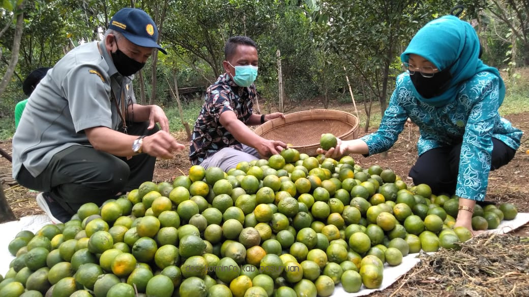 Ketua TP PKK Kabupaten Pasuruan Bersama Petani Jeruk Desa Ngembal, Kabupaten Pasuruan Panen Raya