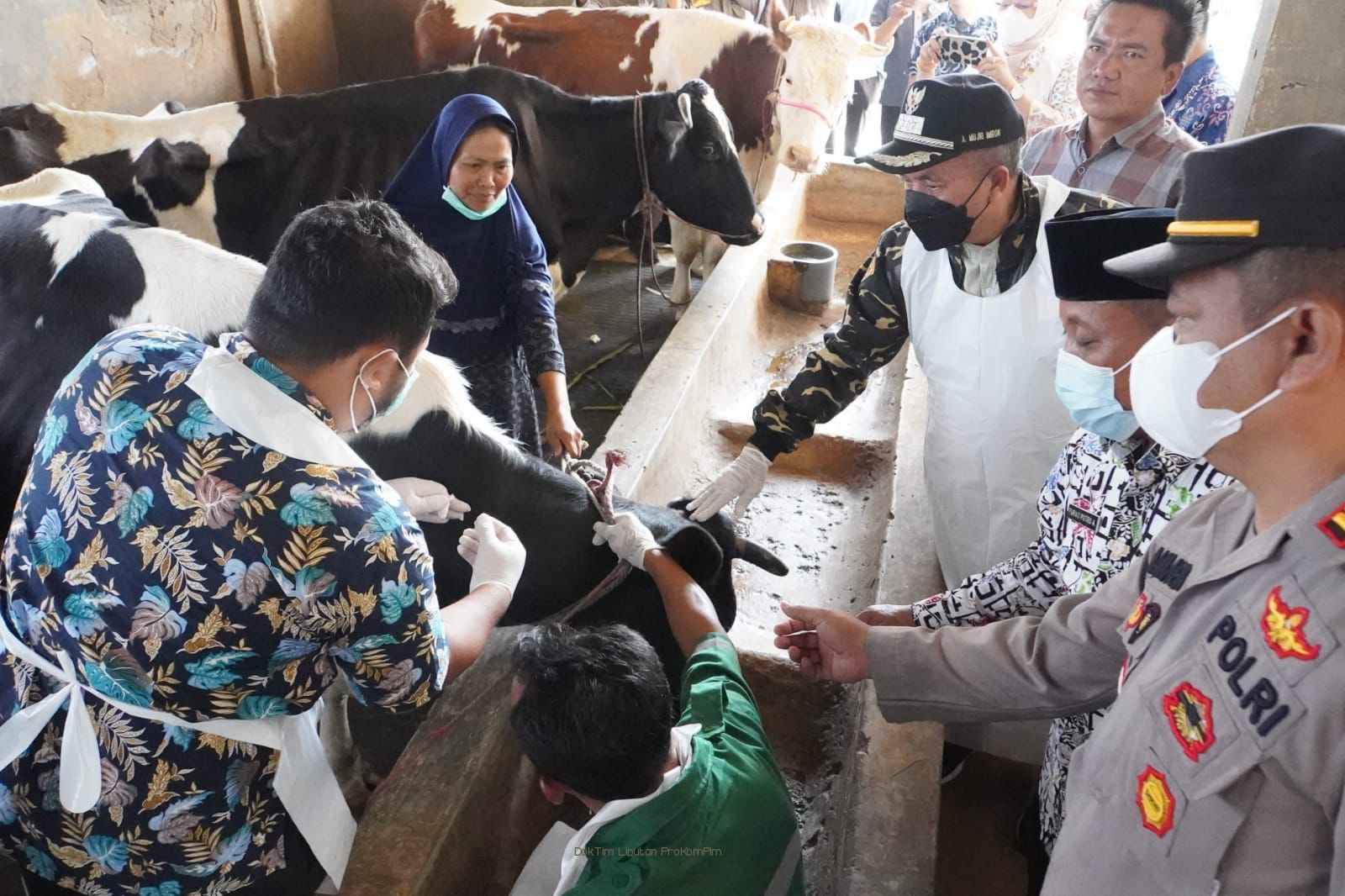 Kunjungi Sentra Peternakan Sapi Perah, Plh Bupati Mujib Imron Kawal Dropping Vaksin, Pakan Dan Vitamin Ternak