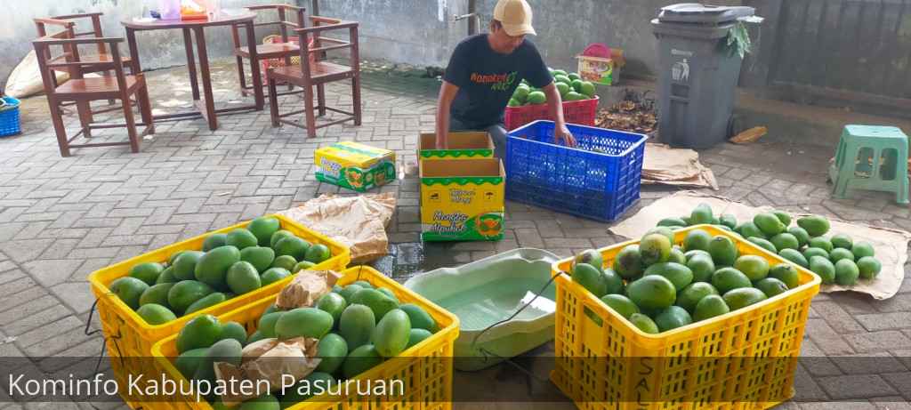 Petani Mangga Alpukat di Kabupaten Pasuruan Panen Raya