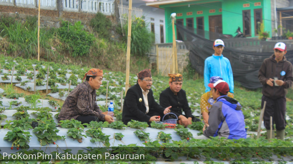 Visitasi Desa Baledono, Pj. Bupati Pasuruan Kunjungi Kebun Stroberi Andalan Kecamatan Tosari