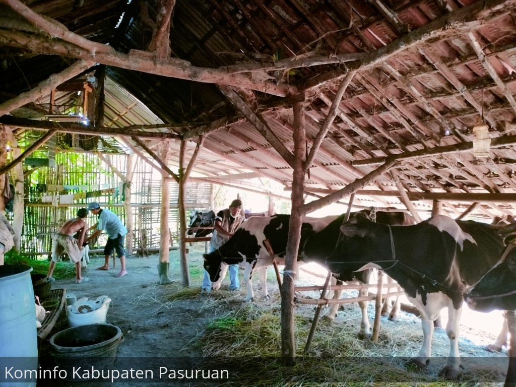 Produksi Susu dan Daging Turun. Peternak Sapi di Kabupaten Pasuruan Diminta Manfaatkan KUR Untuk Beli Sapi Baru