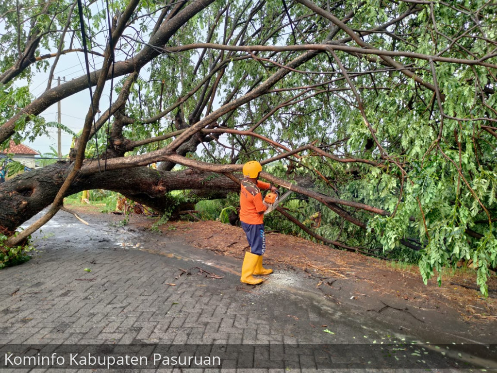 Sebulan 9 Kejadian. BPBD Himbau Masyarakat Waspadai Pohon Tumbang