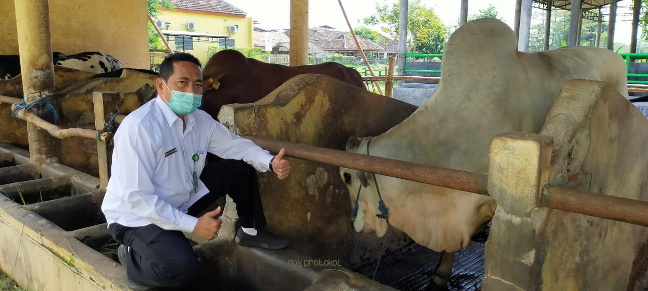 Lolit Sapi Grati Hibahkan 10 Ekor Sapi POGASI untuk Peternak di Kecamatan Puspo