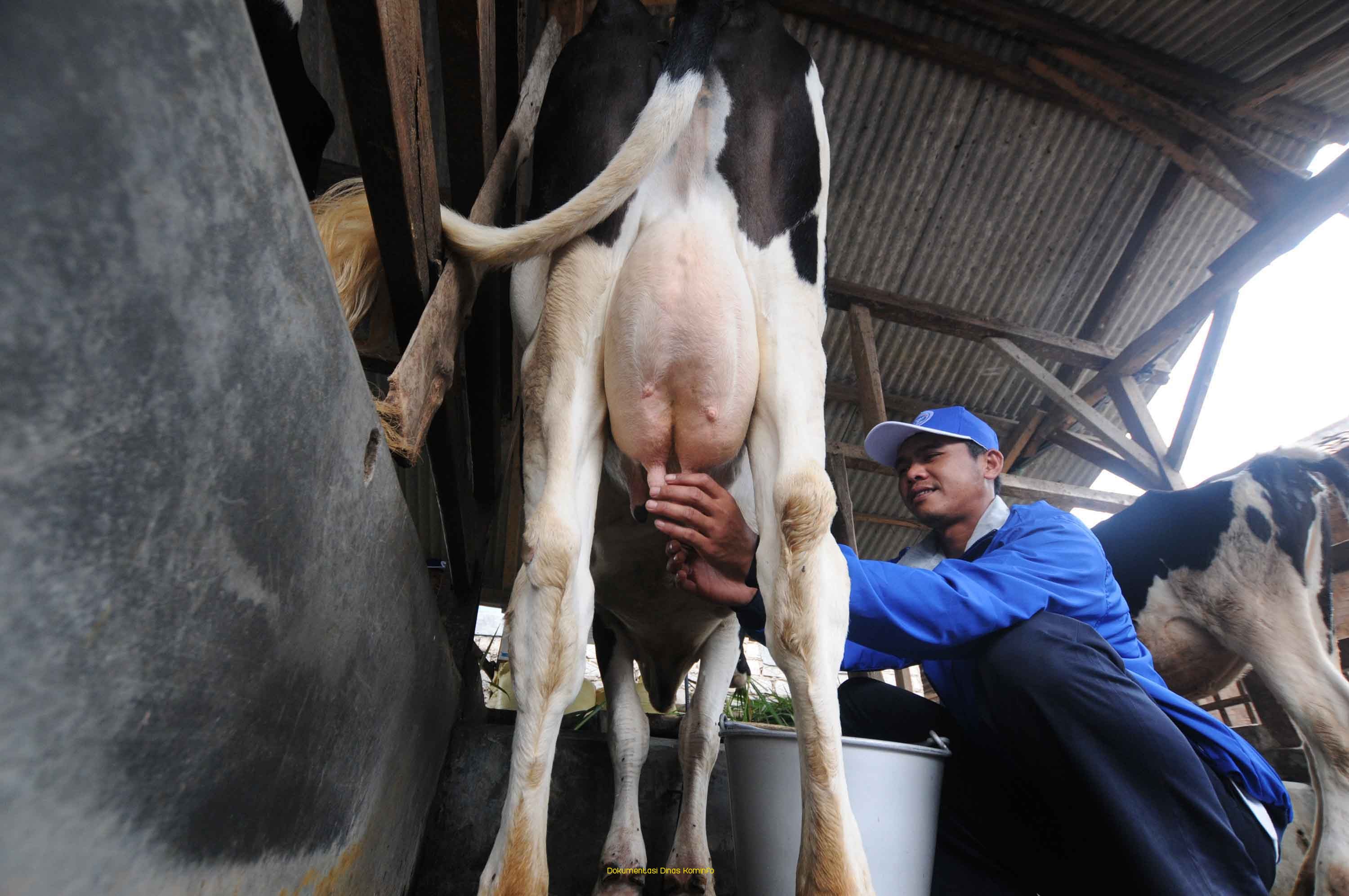 Kementrian Pertanian Beri Bantuan 10 Ekor Sapi Perah untuk Kabupaten Pasuruan