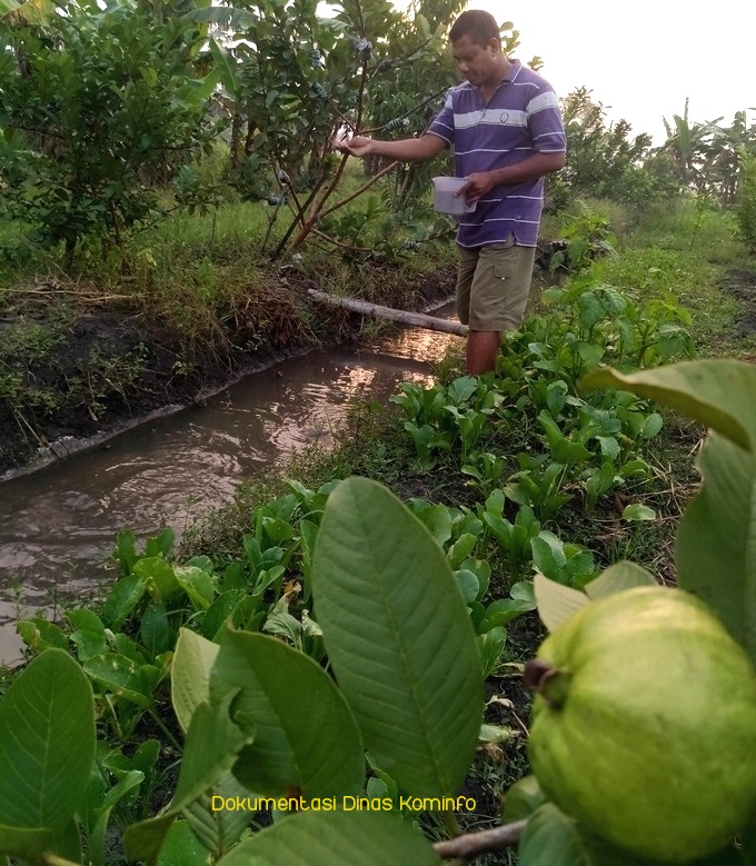 Kembangkan Ekonomi Masyarakat Desa, KIM Surya Harapan Maksimalkan Pengelolaan Kebun Terintegrasi