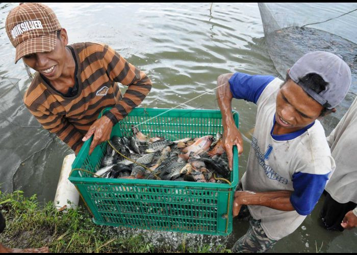 Tahun Ini, Pemkab Pasuruan Bakal Bangun Kampung Ikan di Kecamatan Winongan 