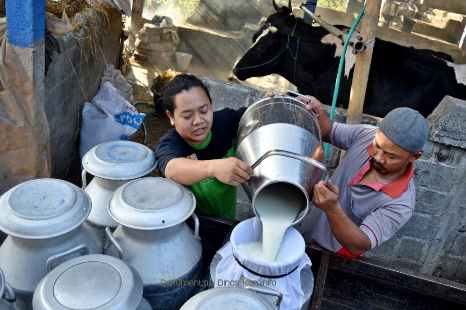 Produksi Susu Perah di Kabupaten Pasuruan Mencapai 106.354 Ton