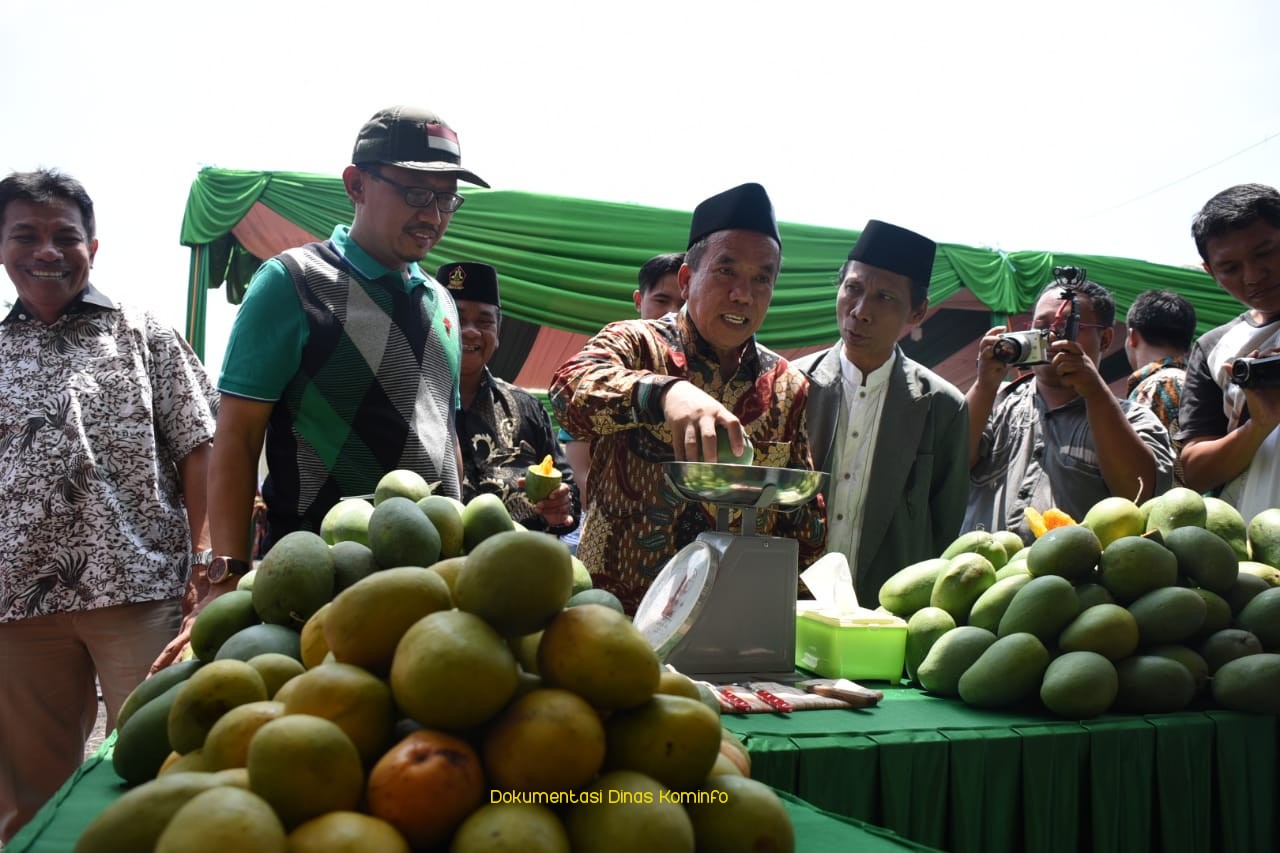 Panen Raya, Gelar Festival Mangga Alpukat Khas Kabupaten Pasuruan