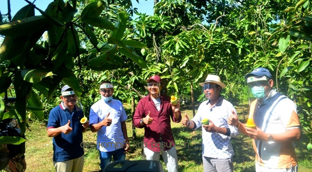 Rebranding Mangga Alpukat Sebagai Produk Hortikultura Unggulan, Pemkab Pasuruan Dukung Melalui Konten Digital 