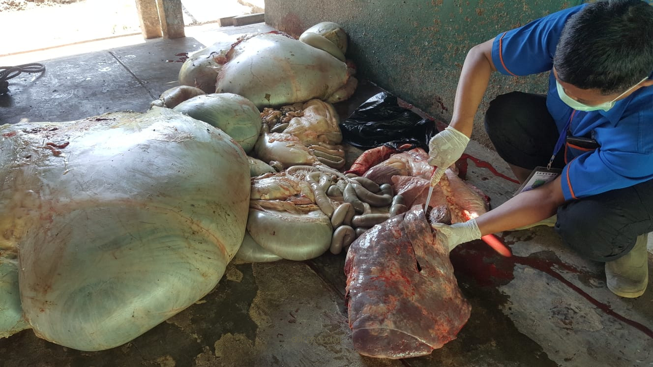 Pastikan Daging Sampai Jeroan Hewan Qurban Layak Dikonsumsi, Dinas Peternakan Kabupaten Pasuruan Lakukan Pemeriksaan Post Mortem 
