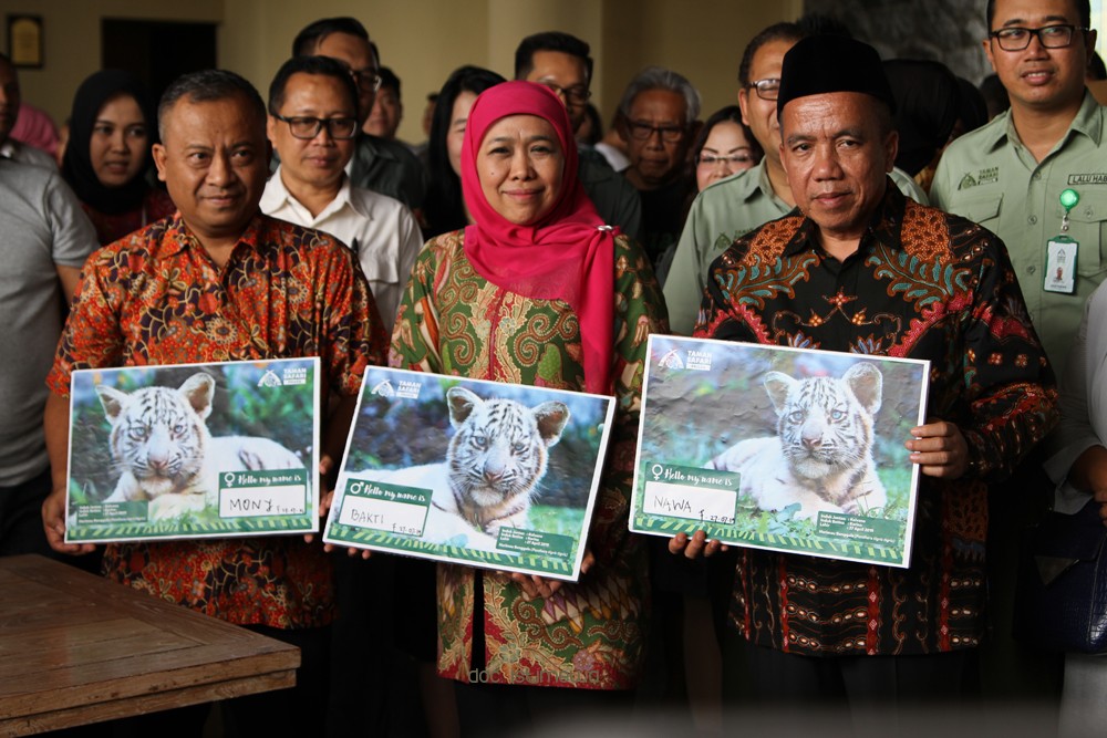 Kunjungi TSI II Prigen, Gubernur Jatim, Khofifah Indar Parawansa Namai 3 Anak Harimau Benggala
