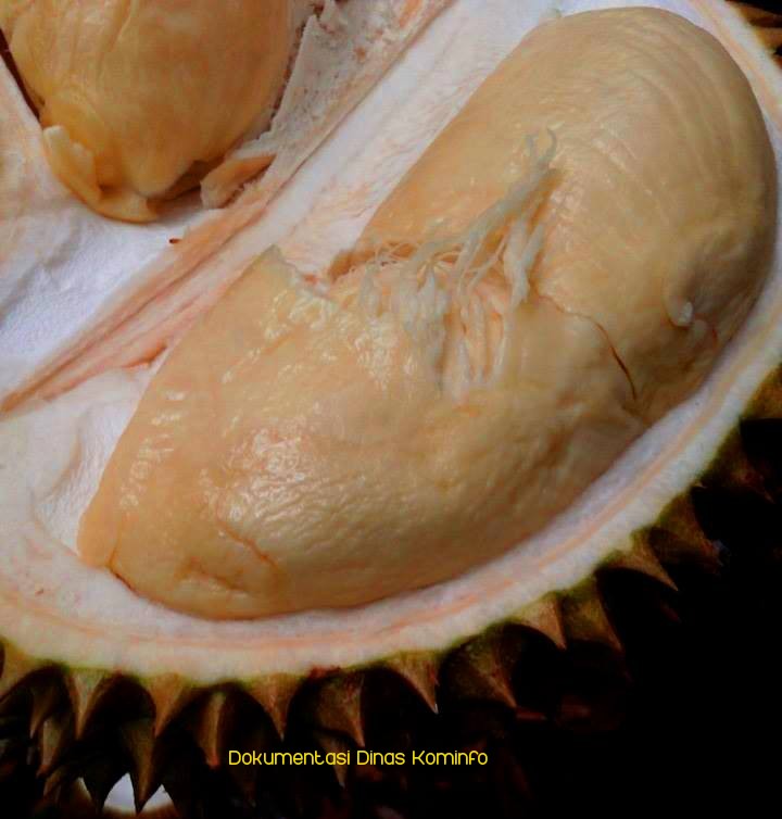 Legit dan Manisnya Durian Kabupaten Pasuruan