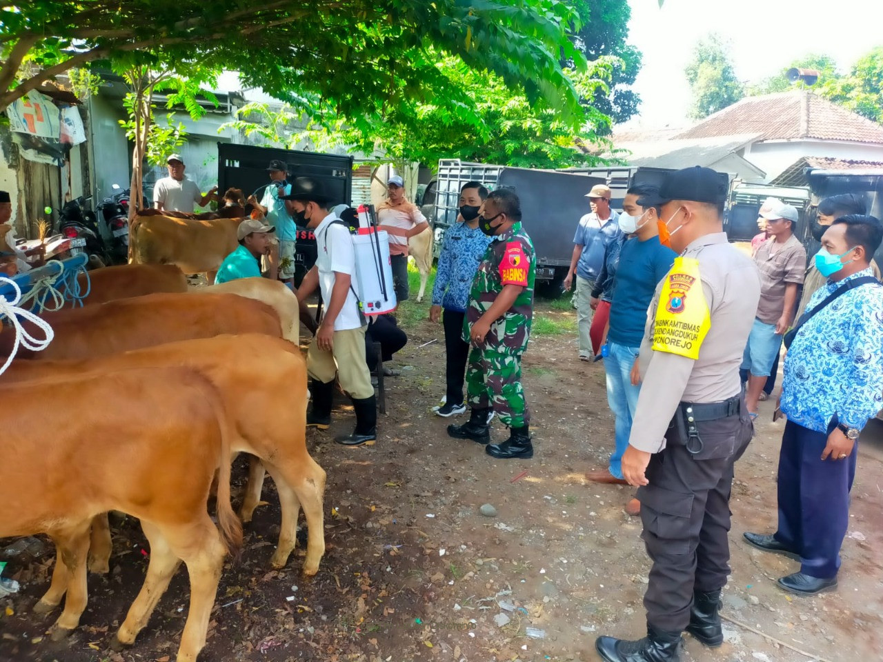 79 Ekor Sapi di Kabupaten Pasuruan Positif PMK. 51 Sembuh dan Tak ada 1 Ekor Pun Yang Mati