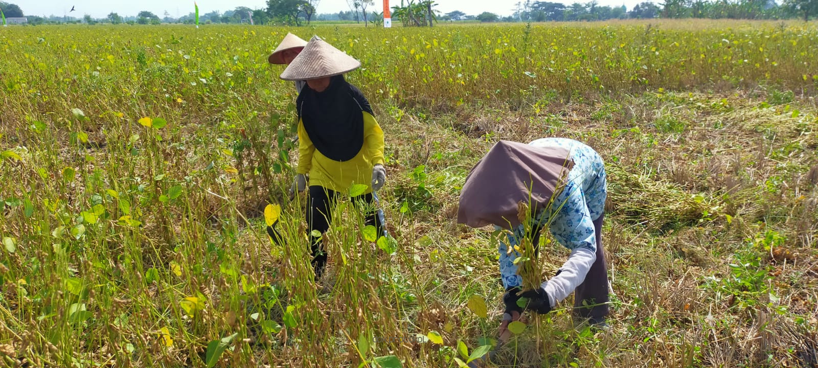 Petani kedelai hitam di Kabupaten Pasuruan Panen Raya