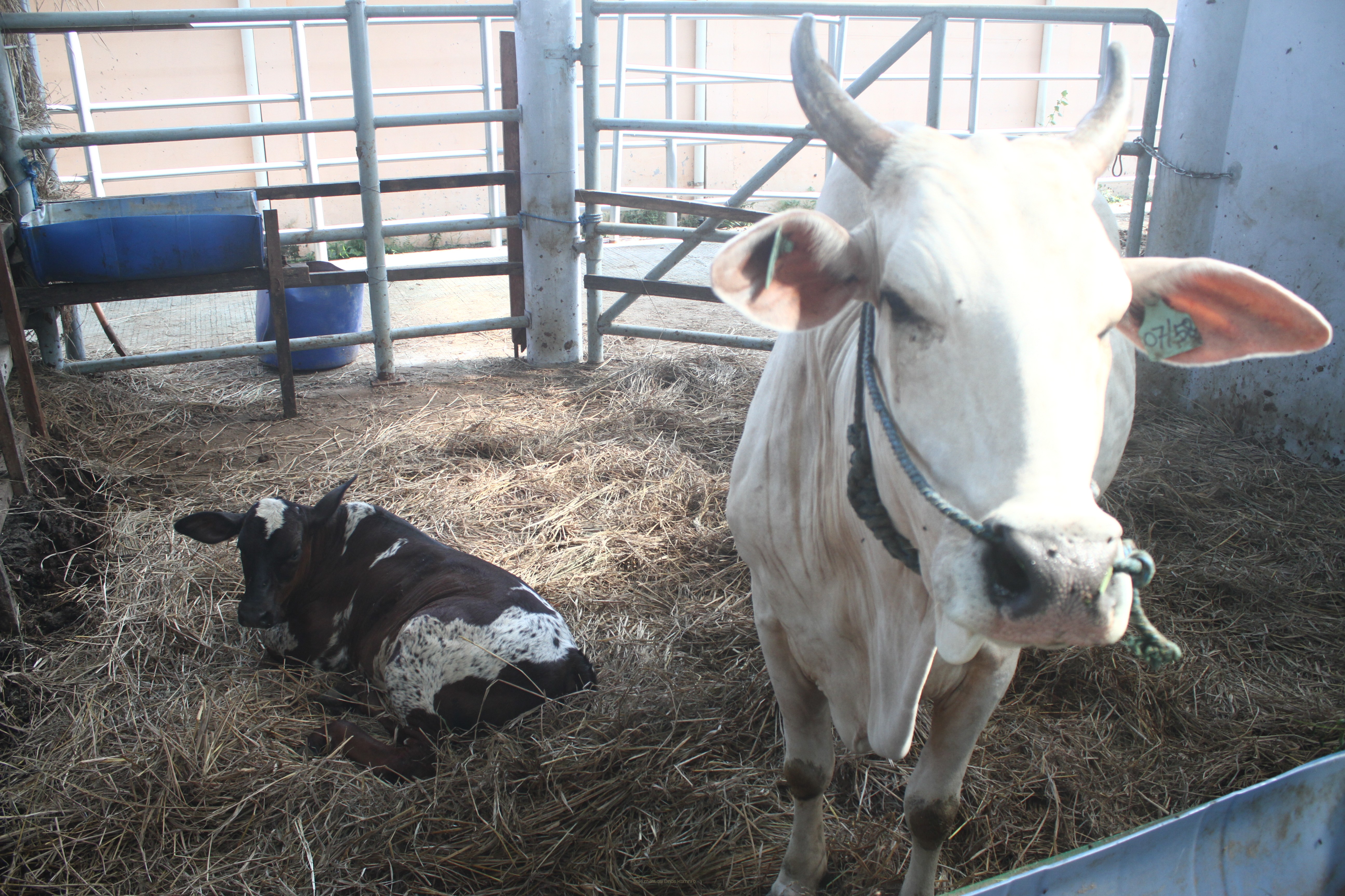 Loka Penelitian Sapi di Grati Sukses Kembangkan Sapi Belgian Blue