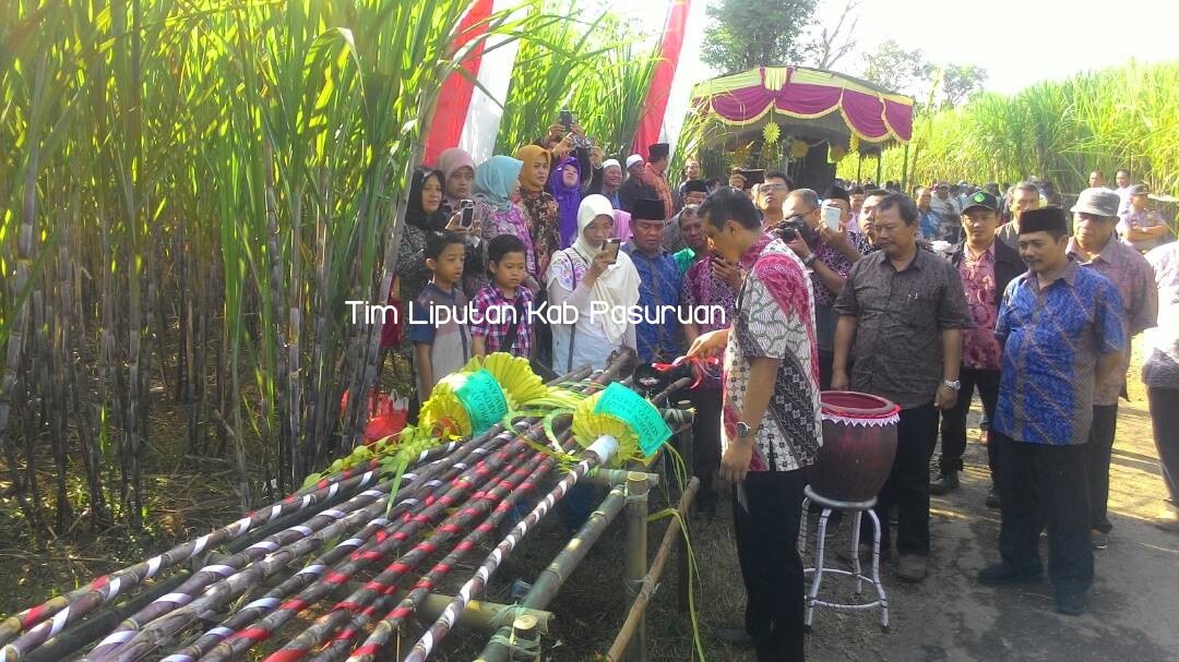 PG Kedawung Tradisikan Ritual Petik Tebu Manten