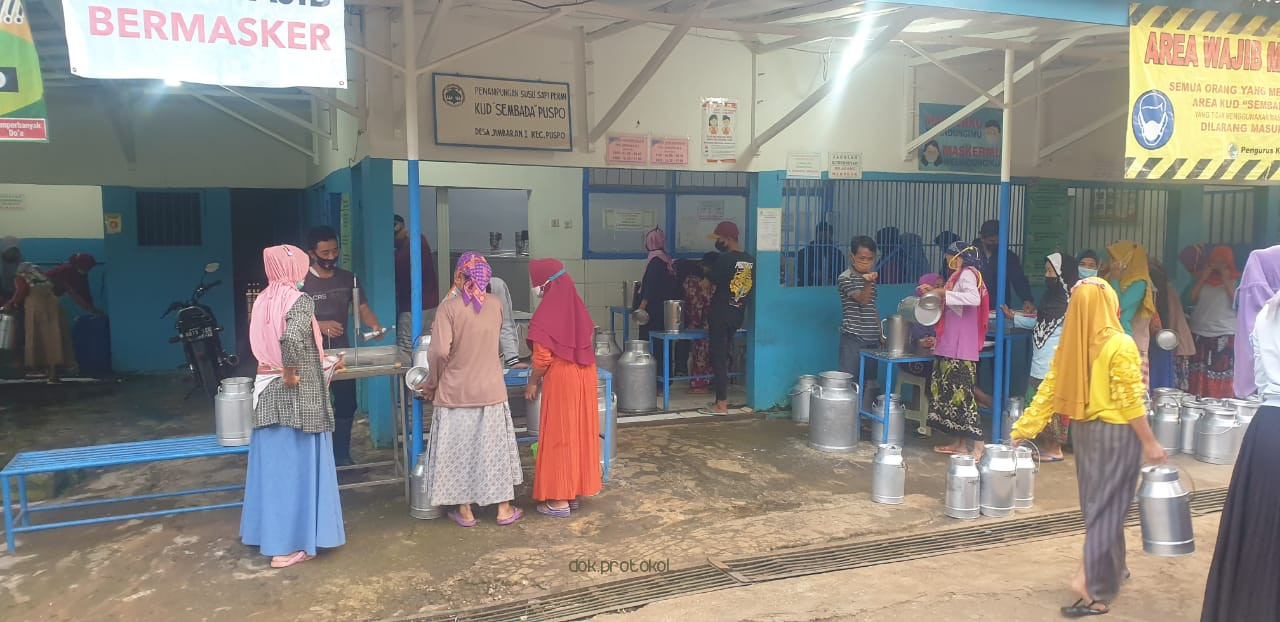 Tak Terpengaruh Pandemi, KUD Sembada Puspo Targetkan Pengiriman 30 Ton Susu Sapi Perah Per Hari
