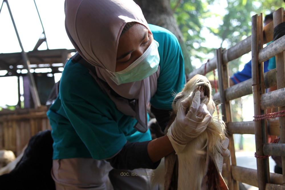 Pastikan Sehat, Dinas Peternakan dan Ketahanan Pangan Kabupaten Pasuruan Sidak Penjualan Hewan Qurban