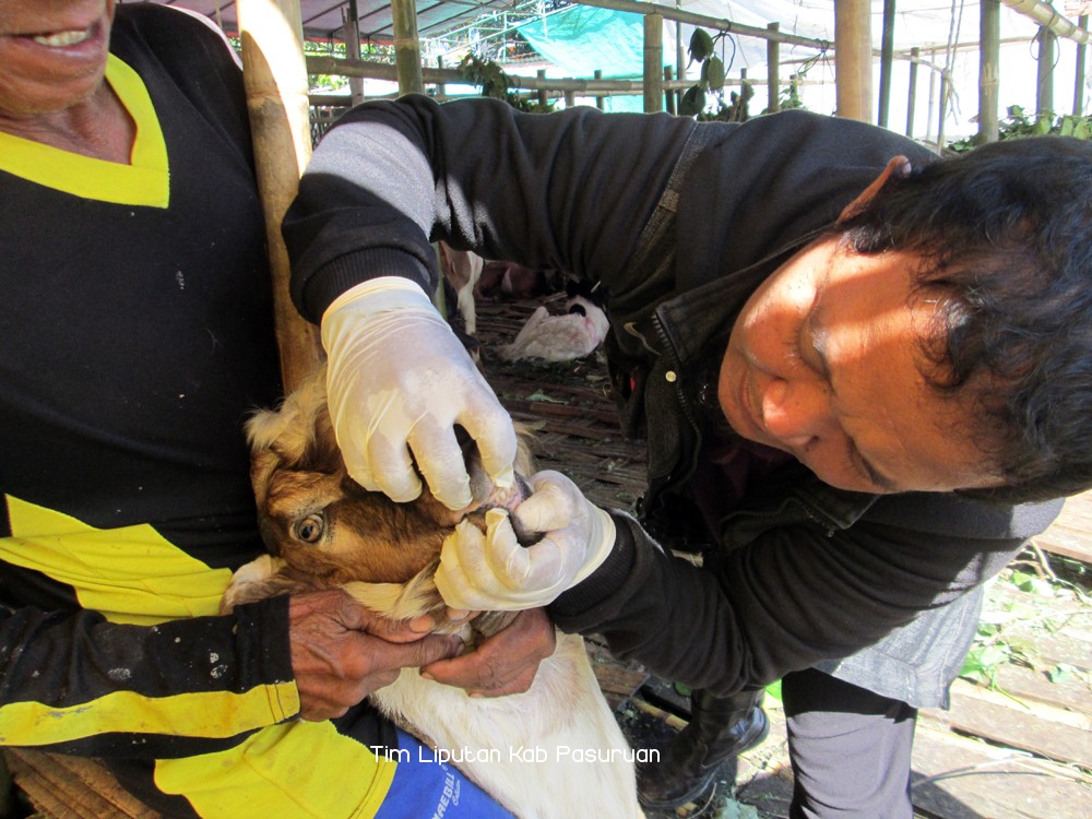 Pastikan Sehat dan Layak Dijual, Dinas Peternakan dan Ketahanan Pangan Kabupaten Pasuruan Periksa Hewan Qurban