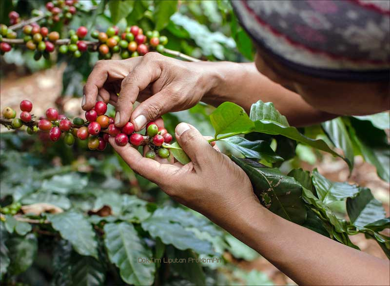 Prospek Bisnis Kopi di Kabupaten Pasuruan Kian Menjanjikan
