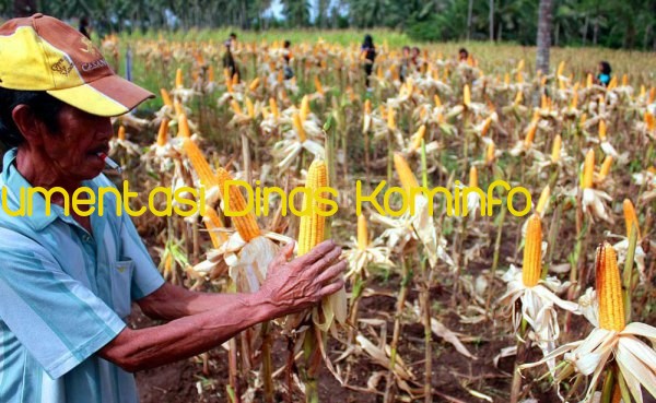 Sumbang 70% Ekspor Jagung Nasional, Kabupaten Pasuruan Terima 108 ton Benih Hibrida dan 360 Ton Pupuk Urea