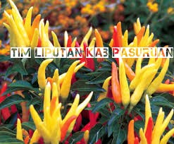 STABILKAN HARGA CABE, BULOG JATIM PASOK 5 TON CABE 