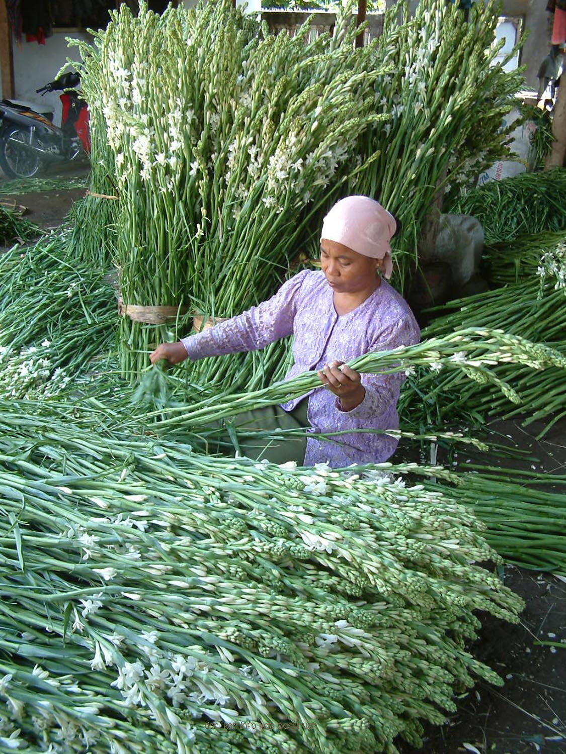 Eksotika Harum Semerbak Sedap Malam Itu Ada Di Bumi Kabupaten Pasuruan   