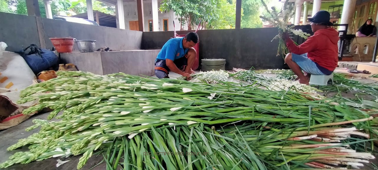 Meski Permintaan Turun Drastis, Petani Sedap Malam Di Kecamatan Rembang Terus Memanen 