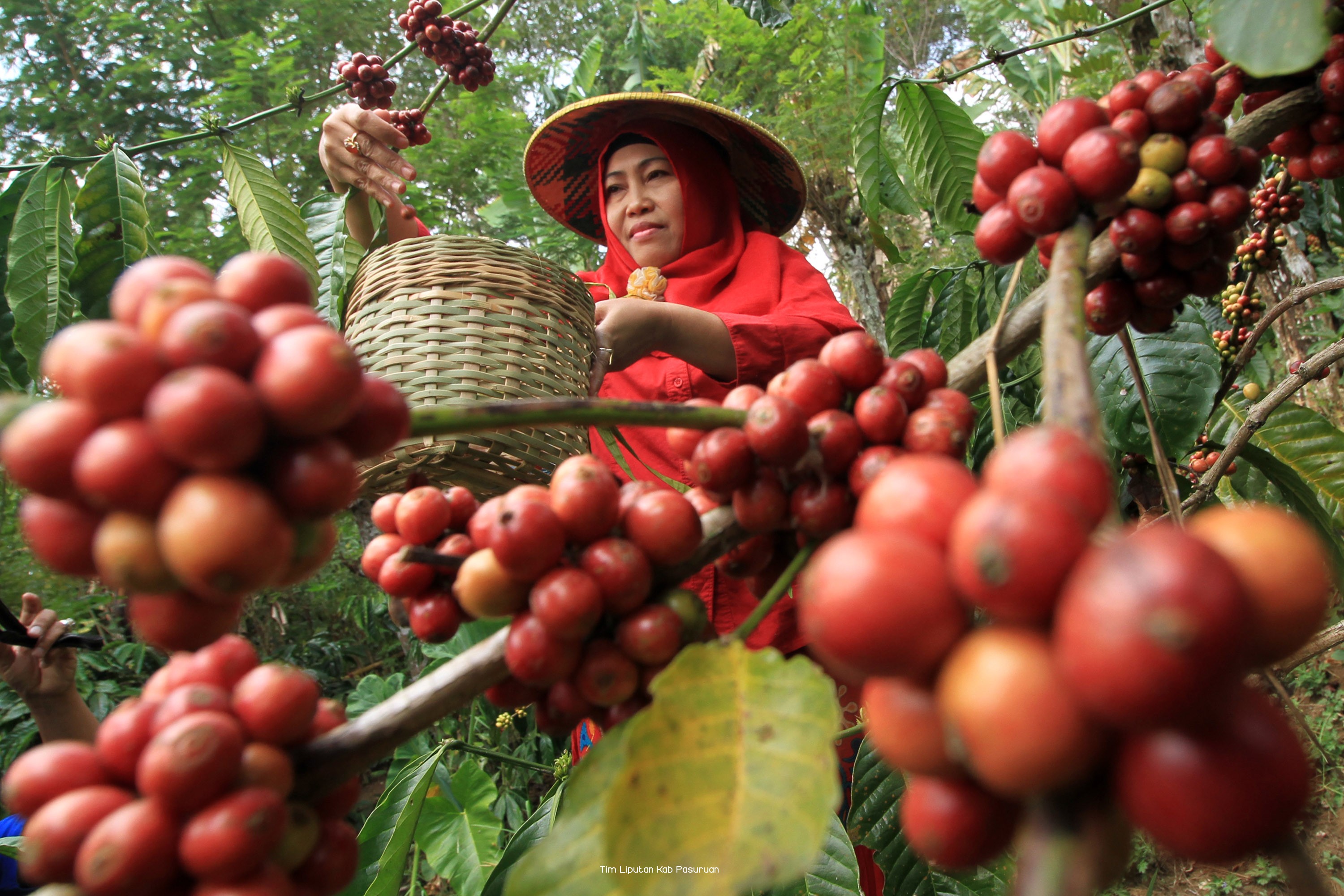 Perluas Areal Perkebunan, Strategi Peningkatan Produksi Kopi 