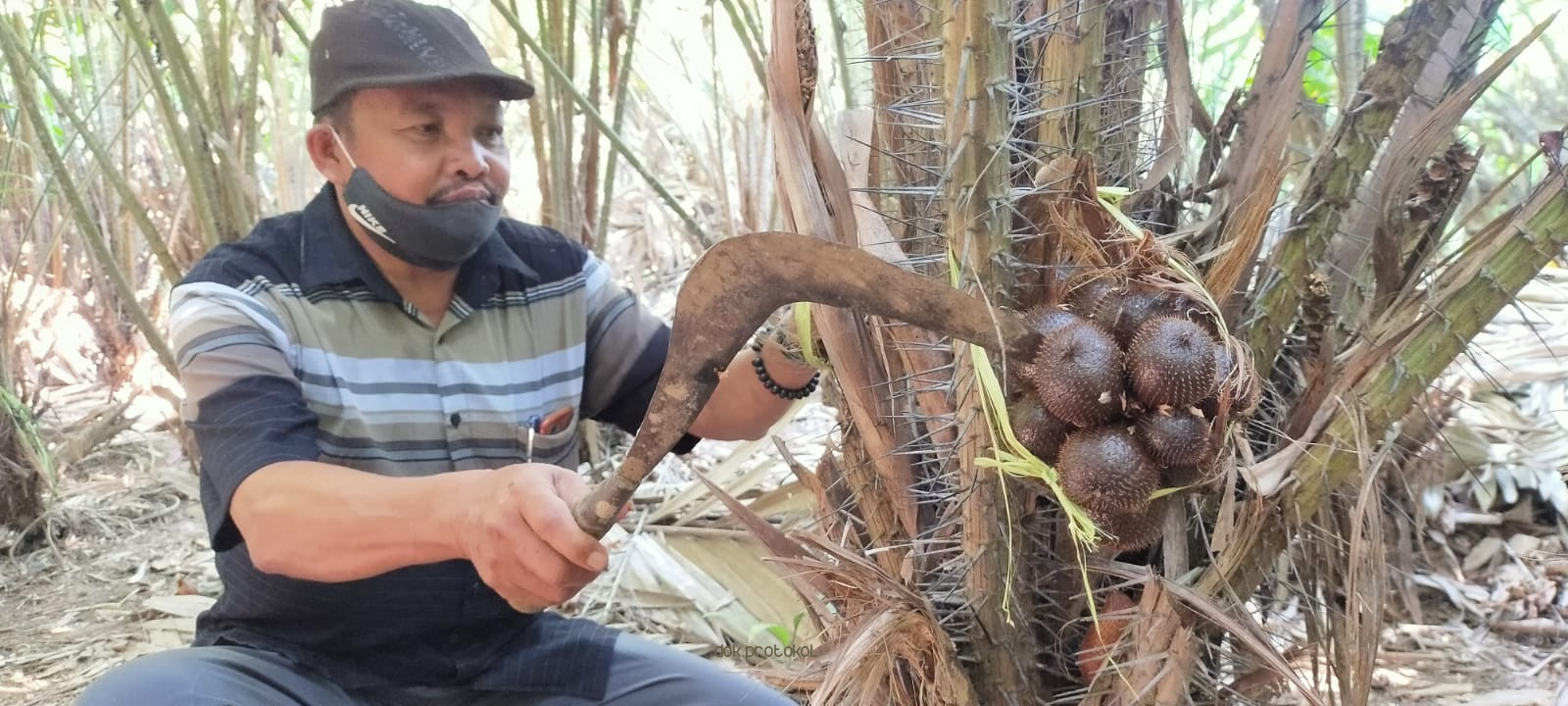 Salak Kersikan Khas Kecamatan Gondangwetan, Mulai Dipanen Raya