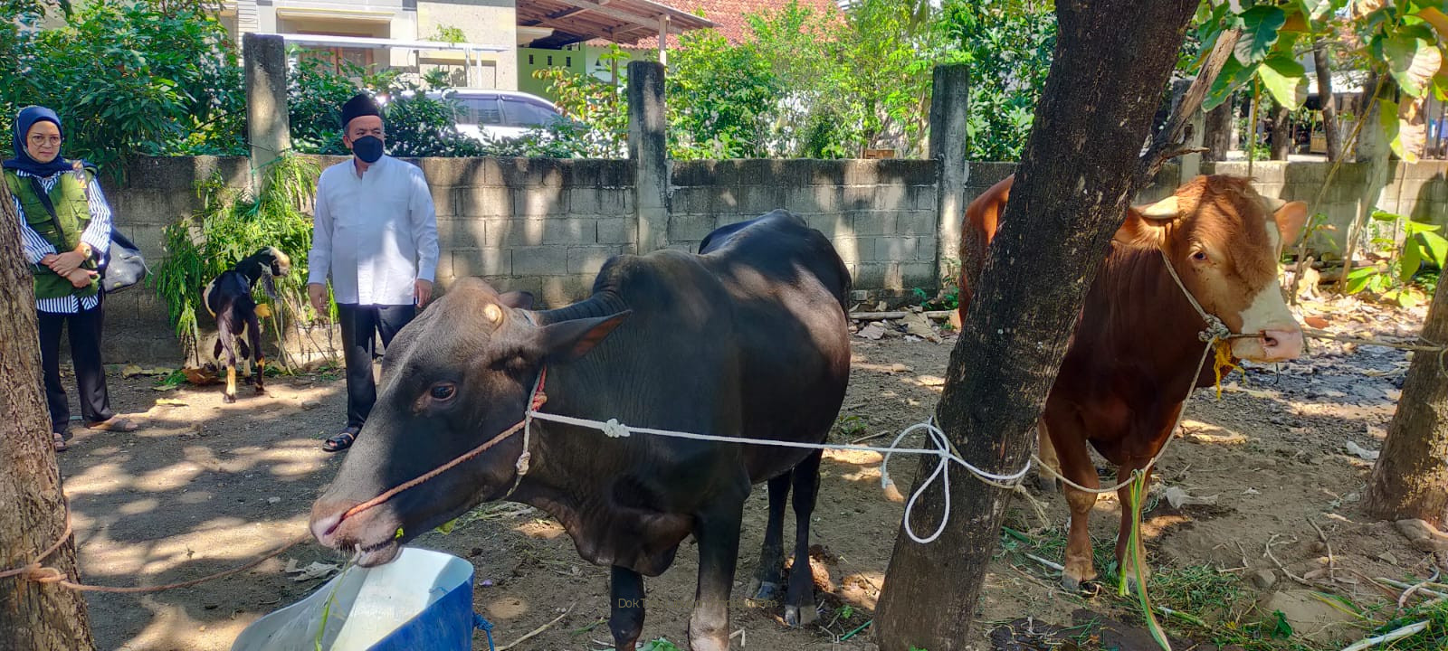 Antisipasi Penularan PMK, Pemkab Pasuruan Himbau Penyembelihan Qurban Sapi Hanya Di Hari Pertama Idul Adha 