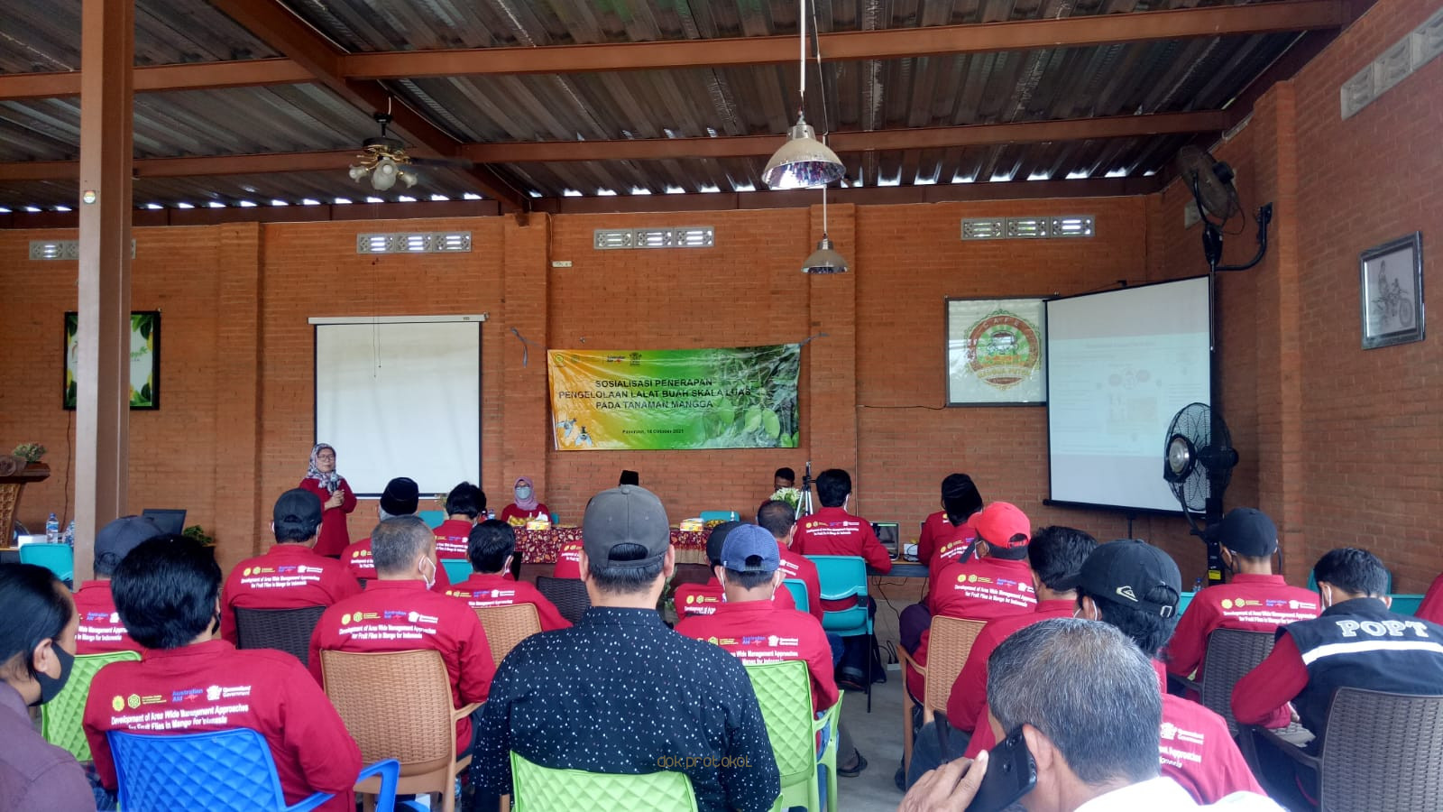 Kurangi Populasi Hama Lalat Buah, Dinas Pertanian Kabupaten Pasuruan Latih Petani Mangga Alpukat Dengan Tiga Konsep 