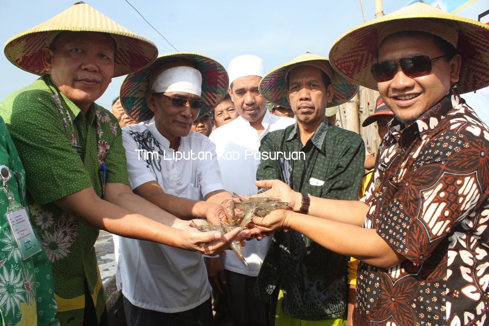 Panen Udang Vaname, Bupati Irsyad Ajak Masyarakat Beralih ke Sistem Busmetik