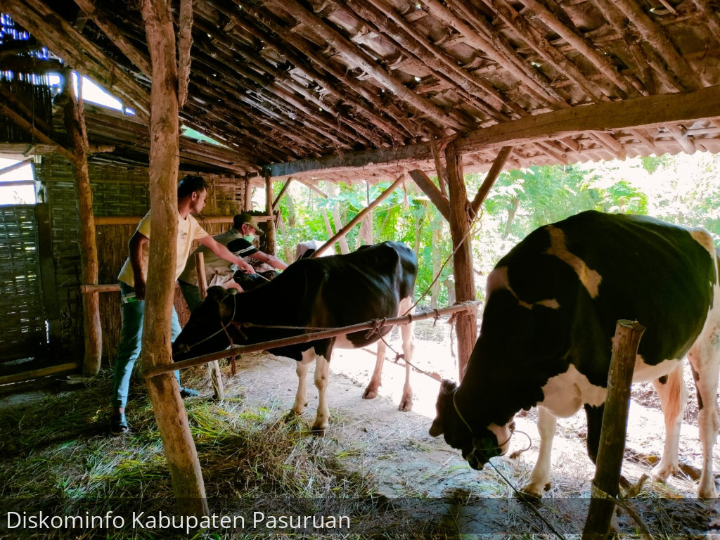 Cegah Meluasnya Penyakit LSD, 1500 Ekor Sapi di Kabupaten Pasuruan Divaksin