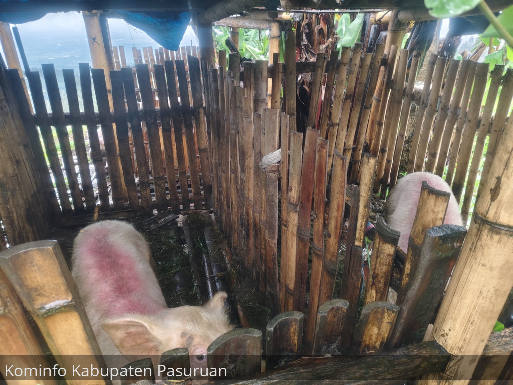 Puluhan Ekor Babi di Desa Sedaeng dan Wonokitri Dilaporkan Mati Mendadak
