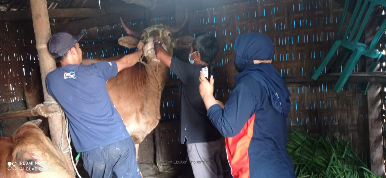 Tekan Kematian Sapi Karena PMK, Wabup Gus Mujib Minta Peternak Jangan Sampai Terlambat Mengobati 