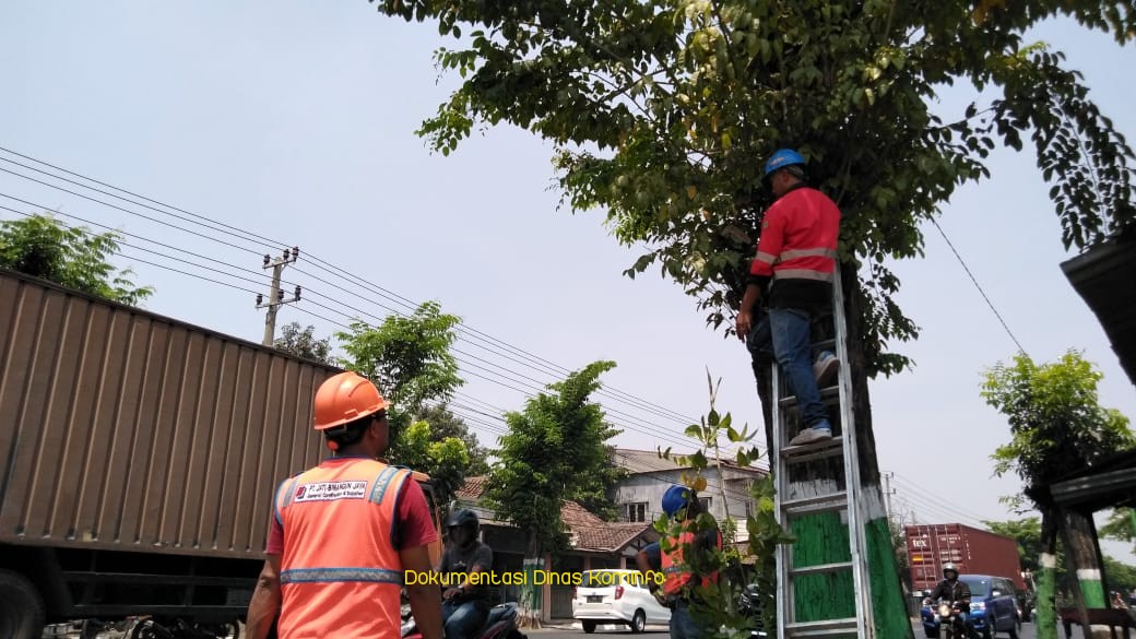 2 Bulan, Dinas Lingkungan Hidup Kabupaten Pasuruan Pangkas 300 Pohon di Bangil