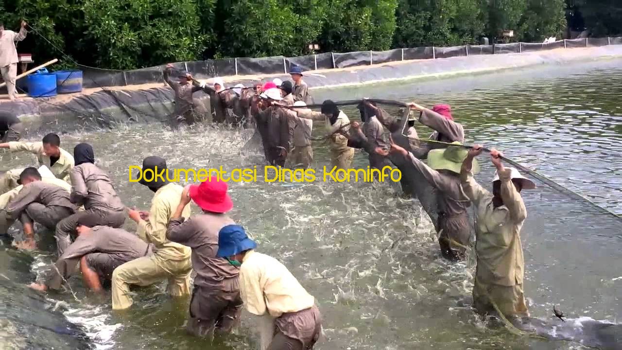 Dipinjami Rp 8 Milyar, Ajak Petani Udang Beralih ke Busmetik